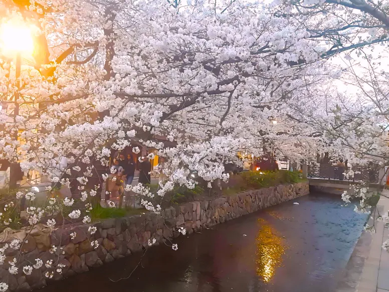 高瀬川 桜